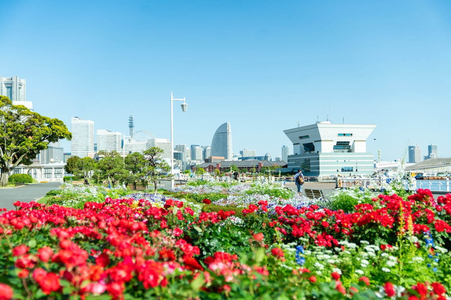 横浜市内で見ごろを迎えた秋バラと青空の風景